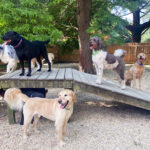 Great-Valley-Pet-Hotel-Dog-Boarding-Dog-Daycare-Image-13