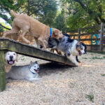 Great-Valley-Pet-Hotel-Dog-Boarding-Dog-Daycare-Image-14