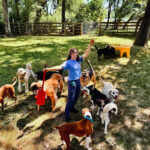 Great-Valley-Pet-Hotel-Dog-Boarding-Dog-Daycare-Image-18