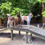 Great-Valley-Pet-Hotel-Dog-Boarding-Dog-Daycare-Image-24