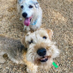 Great-Valley-Pet-Hotel-Dog-Boarding-Dog-Daycare-Image-5